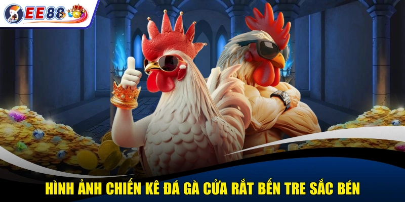 Hình ảnh chiến kê đá gà cửa rắt Bến Tre sắc bén