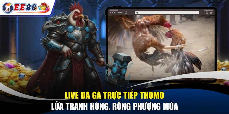 Live Đá Gà Trực Tiếp Thomo - Lửa Tranh Hùng, Rồng Phượng Múa