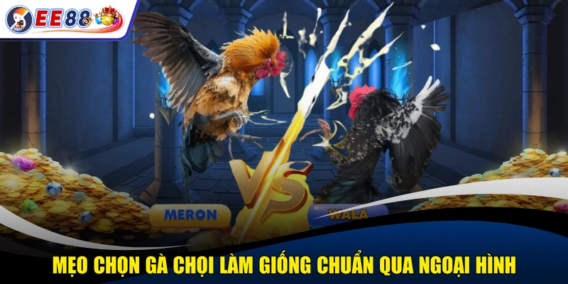 Mẹo chọn gà chọi làm giống chuẩn qua ngoại hình