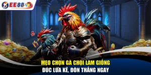 Mẹo Chọn Gà Chọi Làm Giống - Đúc Lứa Kê, Đòn Thắng Ngay