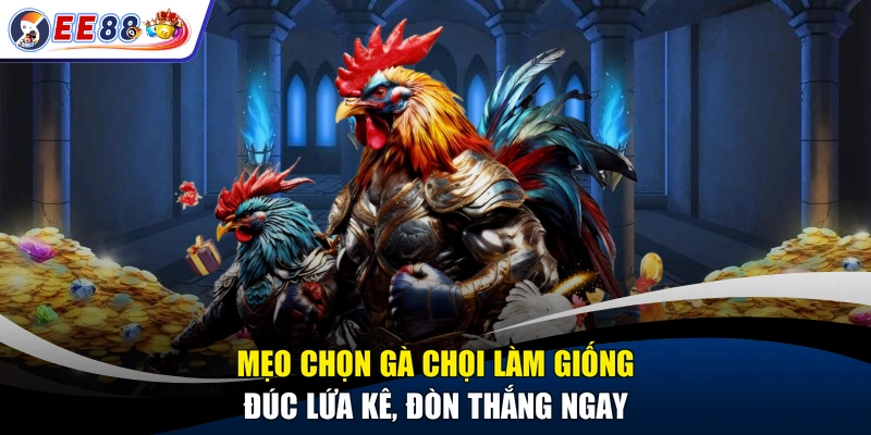 Mẹo Chọn Gà Chọi Làm Giống - Đúc Lứa Kê, Đòn Thắng Ngay