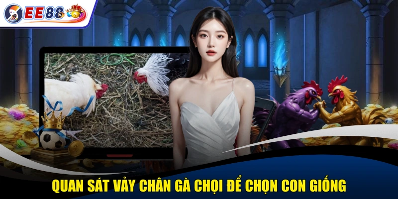 Quan sát vảy chân gà chọi để chọn con giống