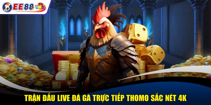 Trận đấu live đá gà trực tiếp thomo sắc nét 4K